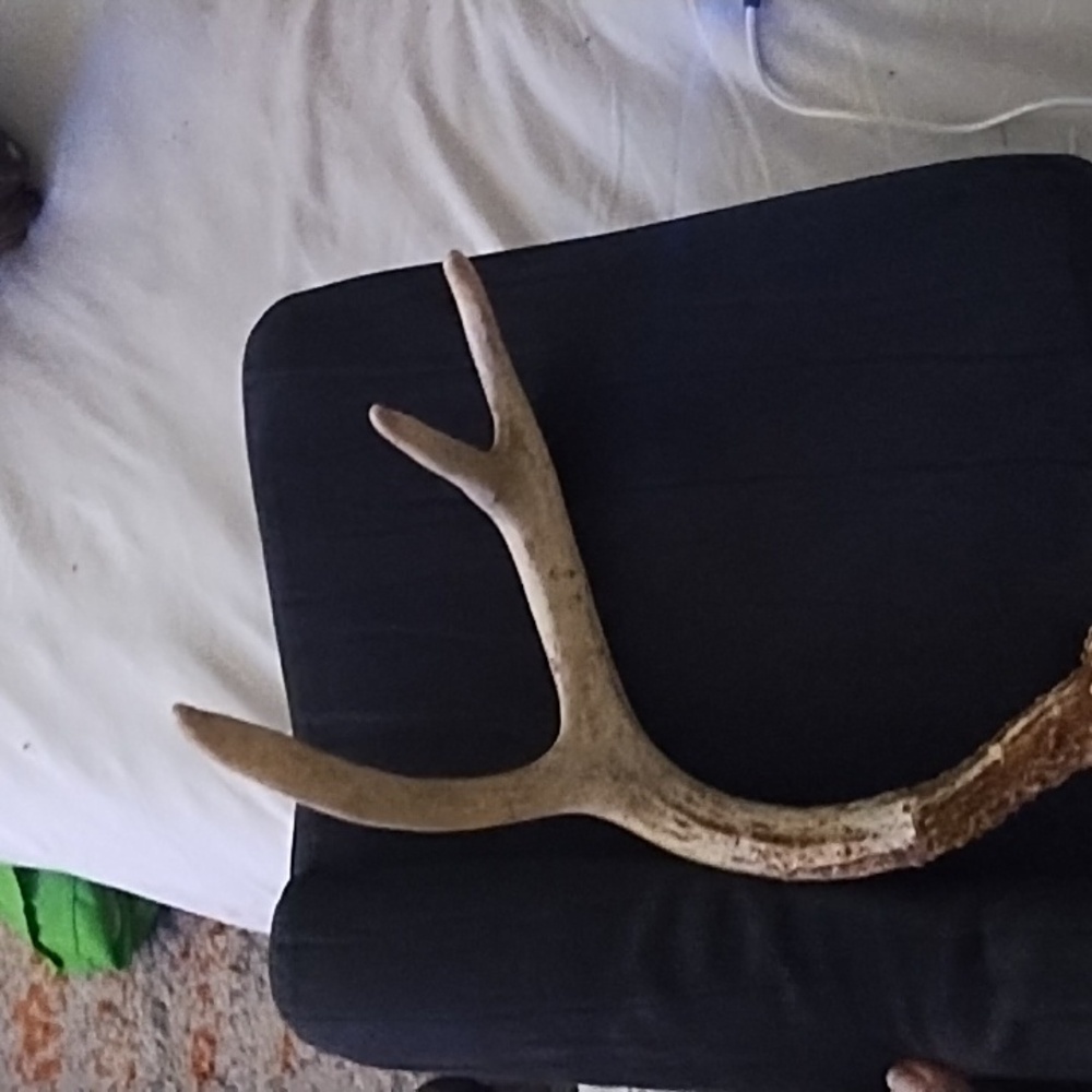 Vintage Shed Deer Antler Accent